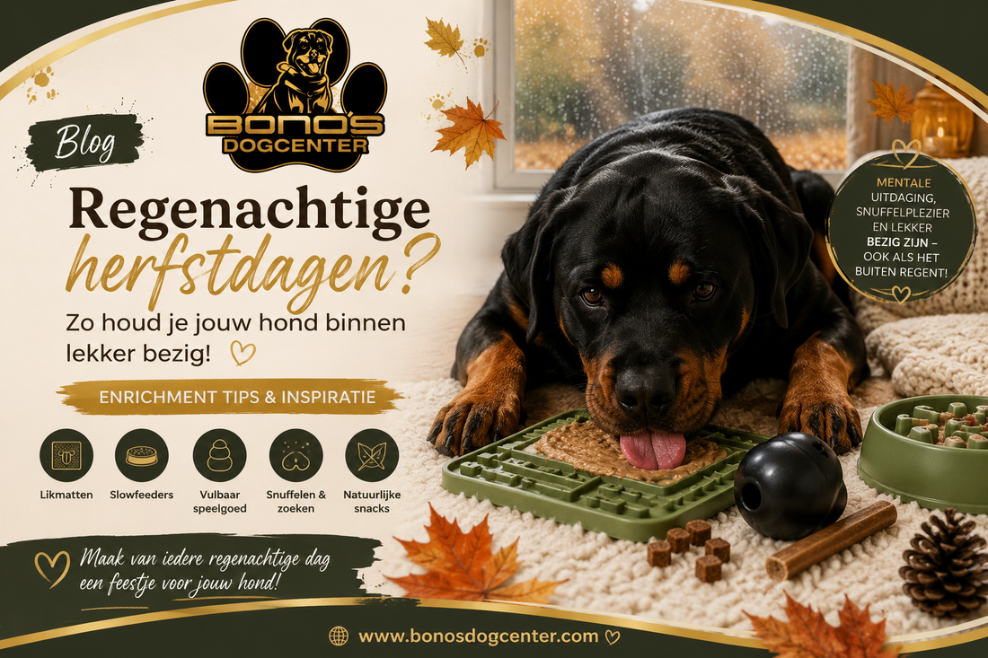 Regenachtige herfstdagen? Zo houd je jouw hond binnen lekker bezig 🍂🐾