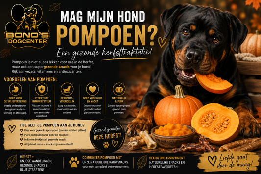 Mag een hond pompoen eten? | Bono’s Dogcenter