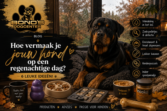 Hoe vermaak je jouw hond op een regenachtige dag? 6 leuke ideeën! 🌧️🐾