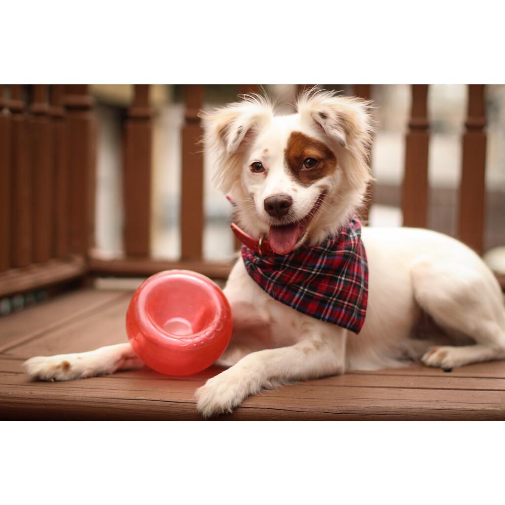 Outward Hound Orbee-Tuff Snoop