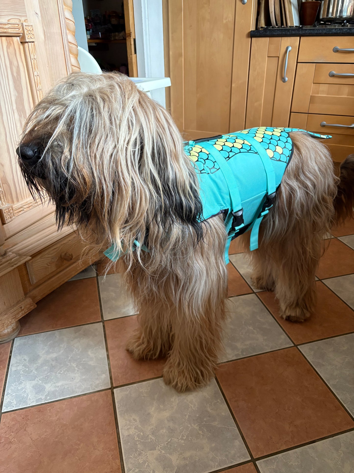 Zwemvest Haai of Zeemeermin voor jouw hond