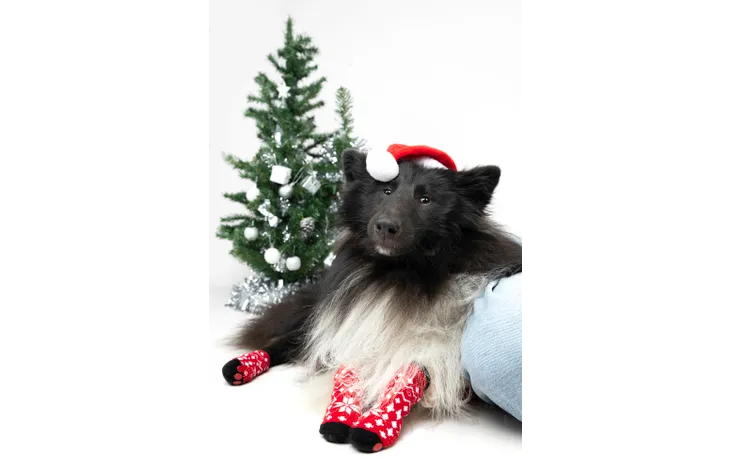 Matchende kerstsokken voor jou en jouw hond!