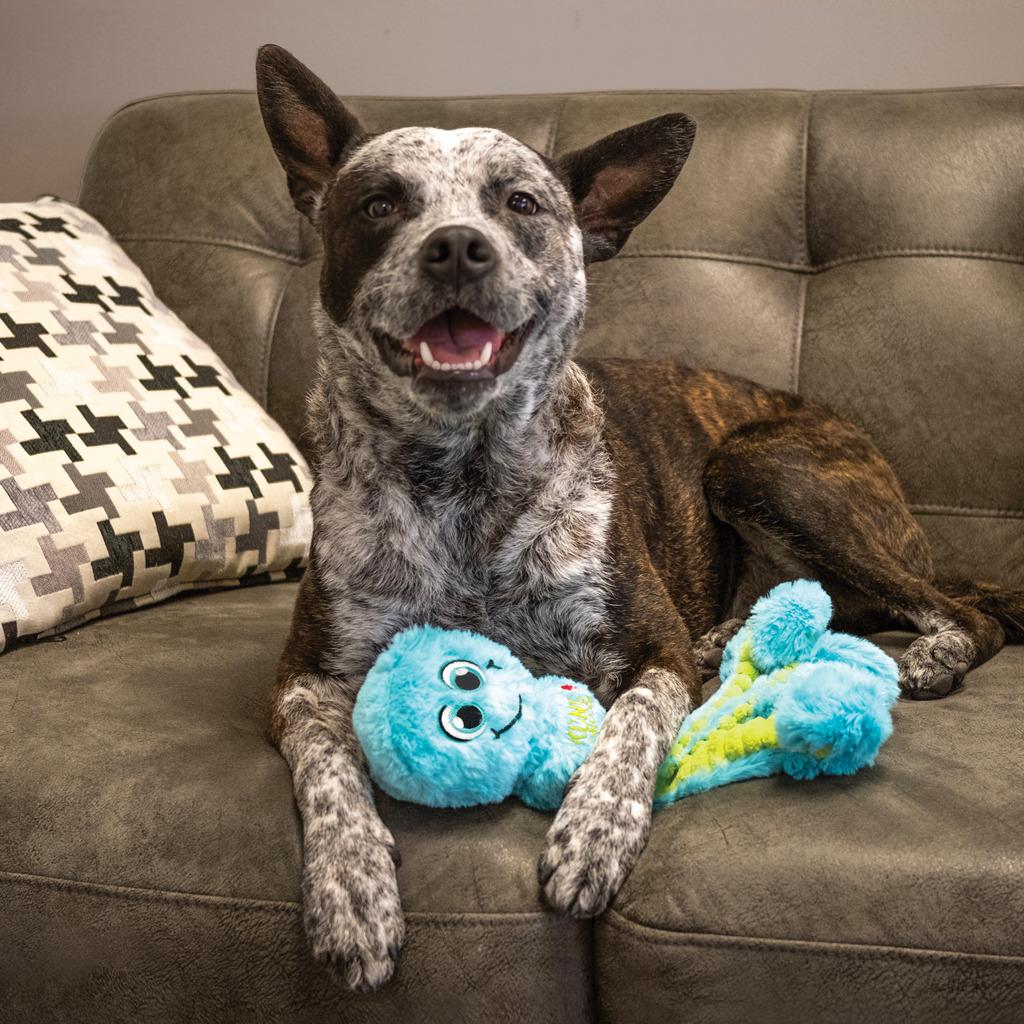 Kong wubba octopus