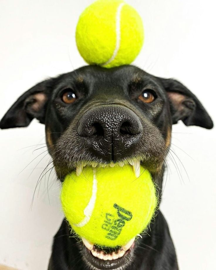 Heb jij ook zn ballen freak van een hond? > De Ballenbak, een box vol met diverse soorten ballen voor jouw hond.