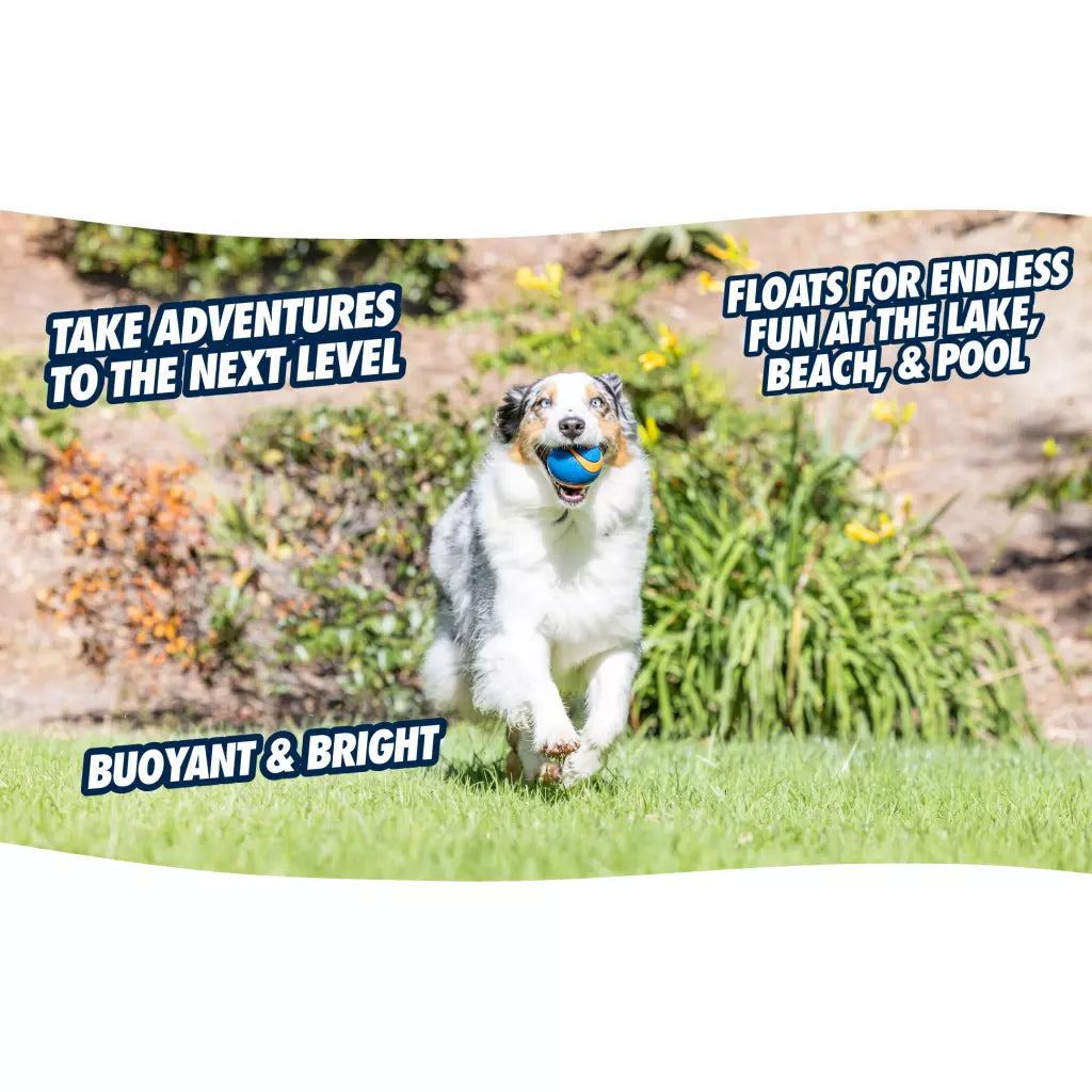 Chuckit! Ultra Squeaker Ball S (1-pack)